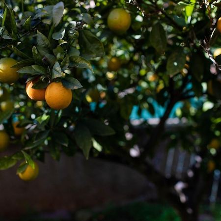 レリアナ Florit Flats - The Orange Lemon Tree Houseヴィラ エクステリア 写真