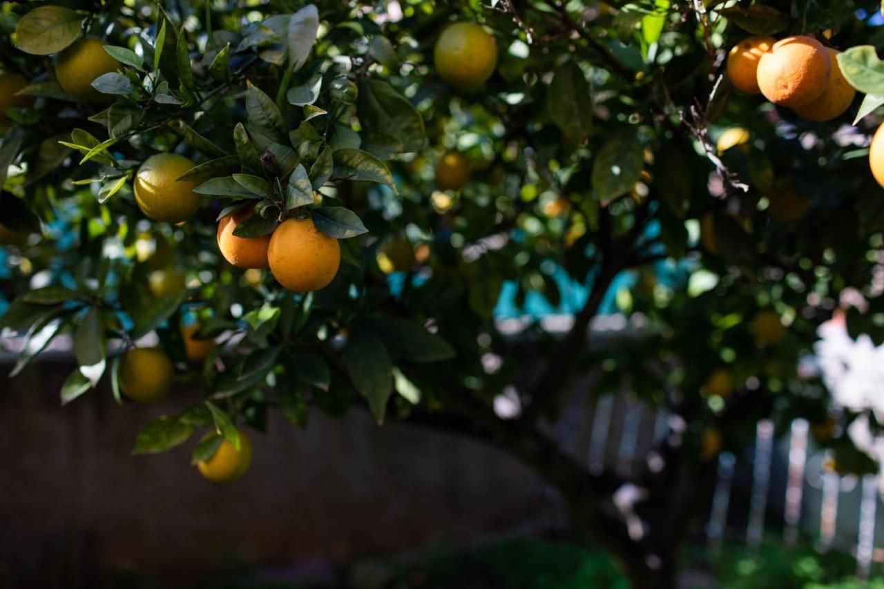 レリアナ Florit Flats - The Orange Lemon Tree Houseヴィラ エクステリア 写真